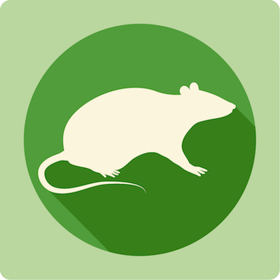 rattus